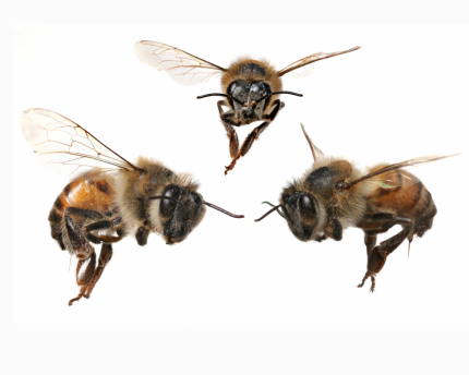 How can we help bees recover?